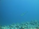DSC00907.JPG