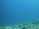 DSC00908.JPG