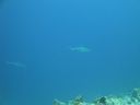 DSC00913.JPG