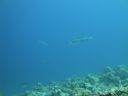 DSC00914.JPG