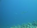 DSC00915.JPG