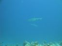 DSC00918.JPG