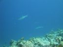 DSC00919.JPG