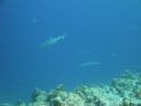 DSC00920.JPG
