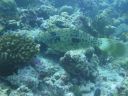 DSC00930.JPG