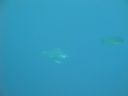 DSC00943.JPG