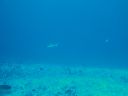 DSC00954.JPG