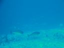 DSC00959.JPG