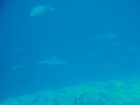DSC00964.JPG