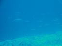 DSC00968.JPG