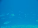 DSC00978.JPG