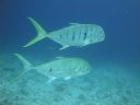 DSC01059.JPG