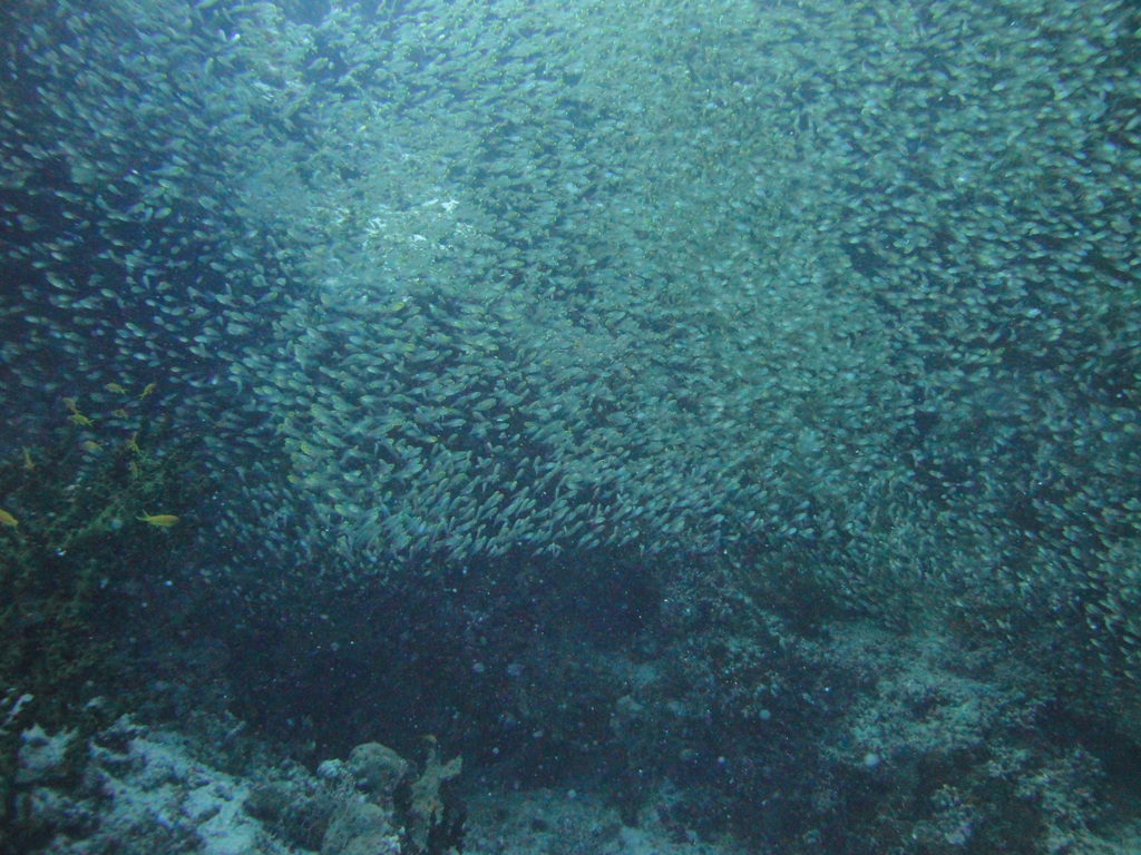 DSC00093.JPG