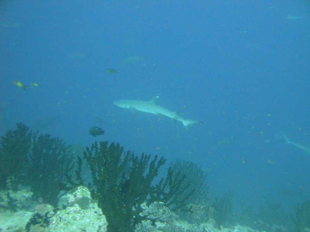 DSC00184.JPG