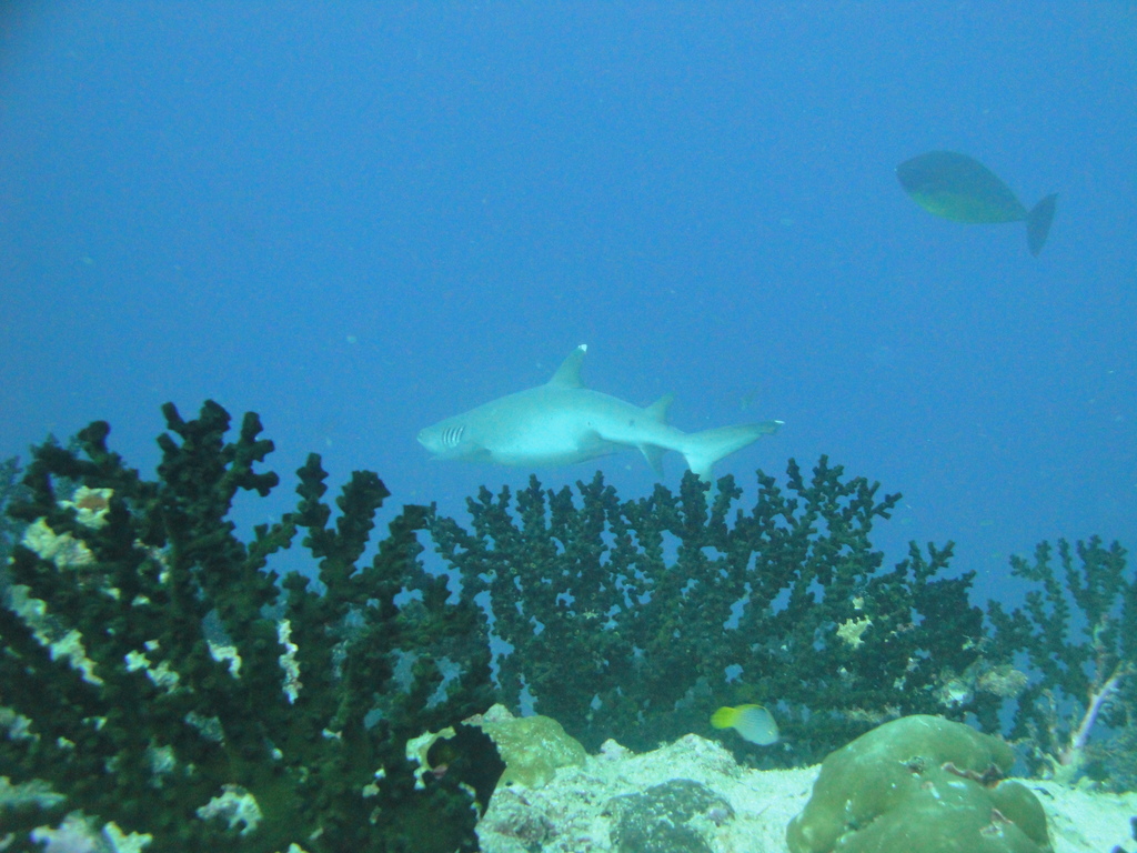 DSC00264.JPG