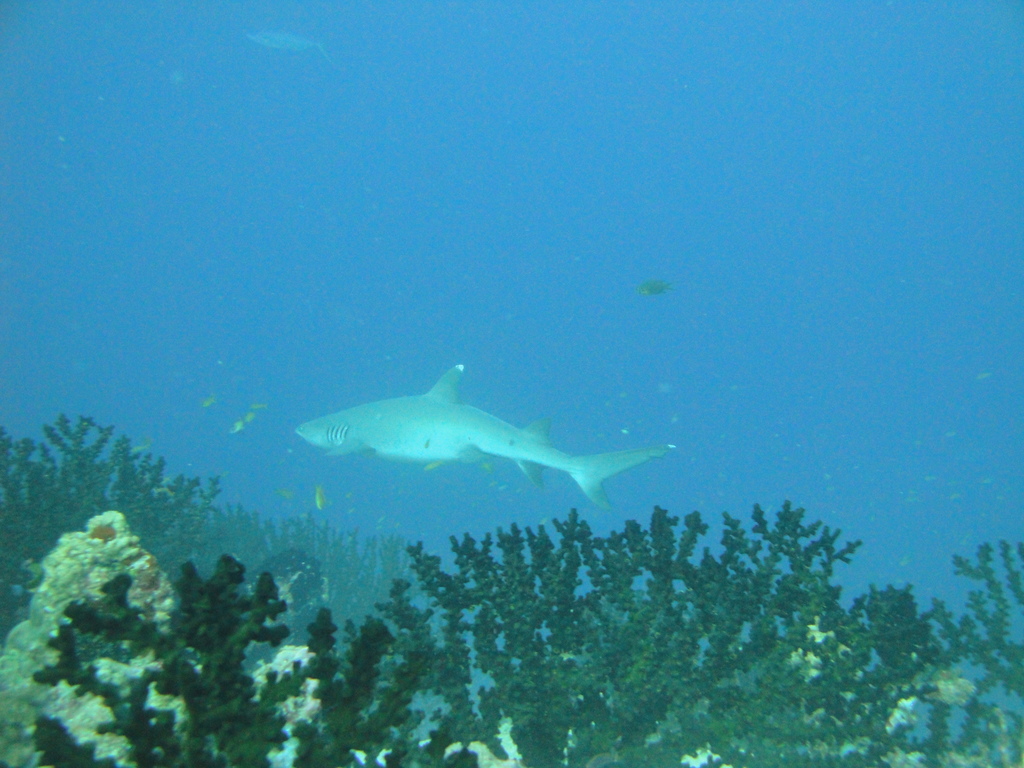 DSC00294.JPG