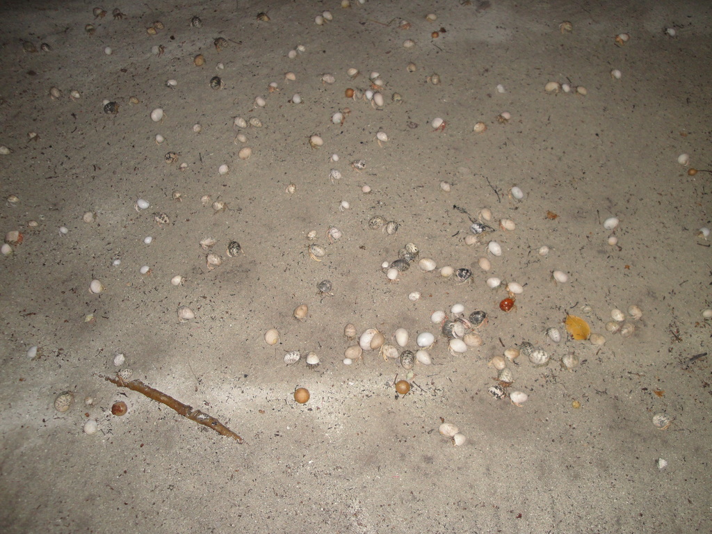 DSC00504.JPG