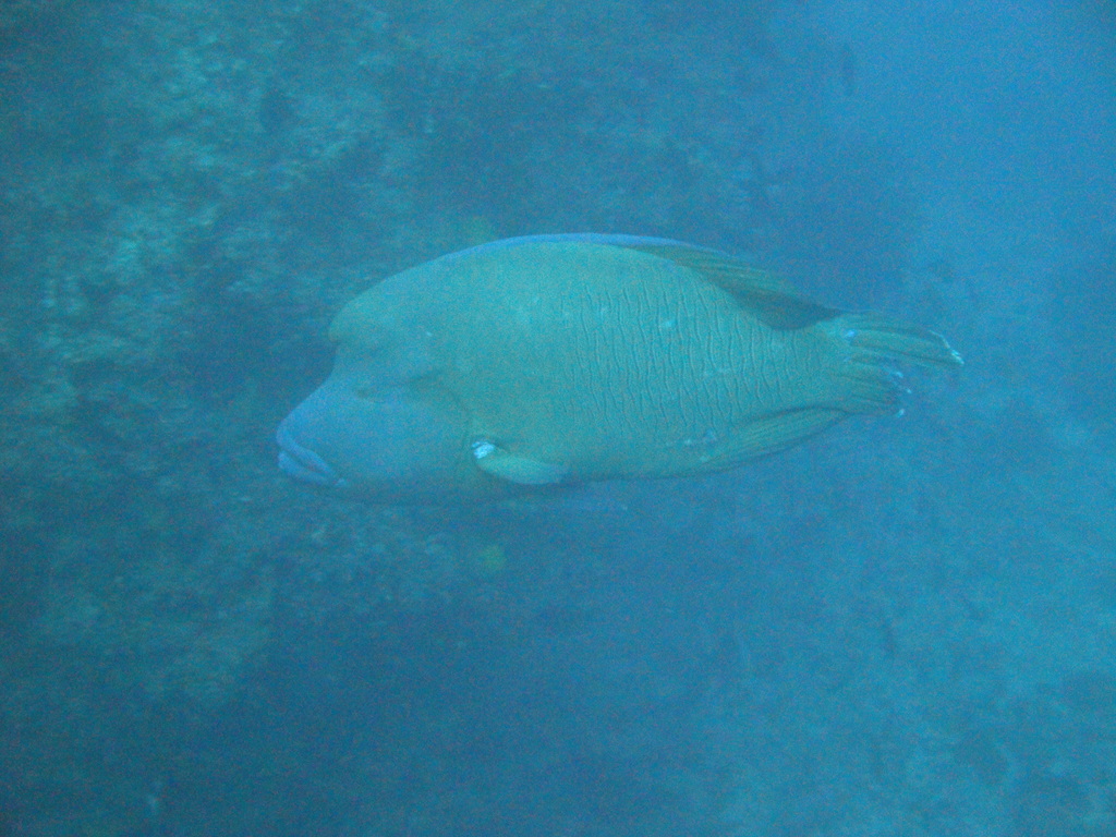 DSC00532.JPG