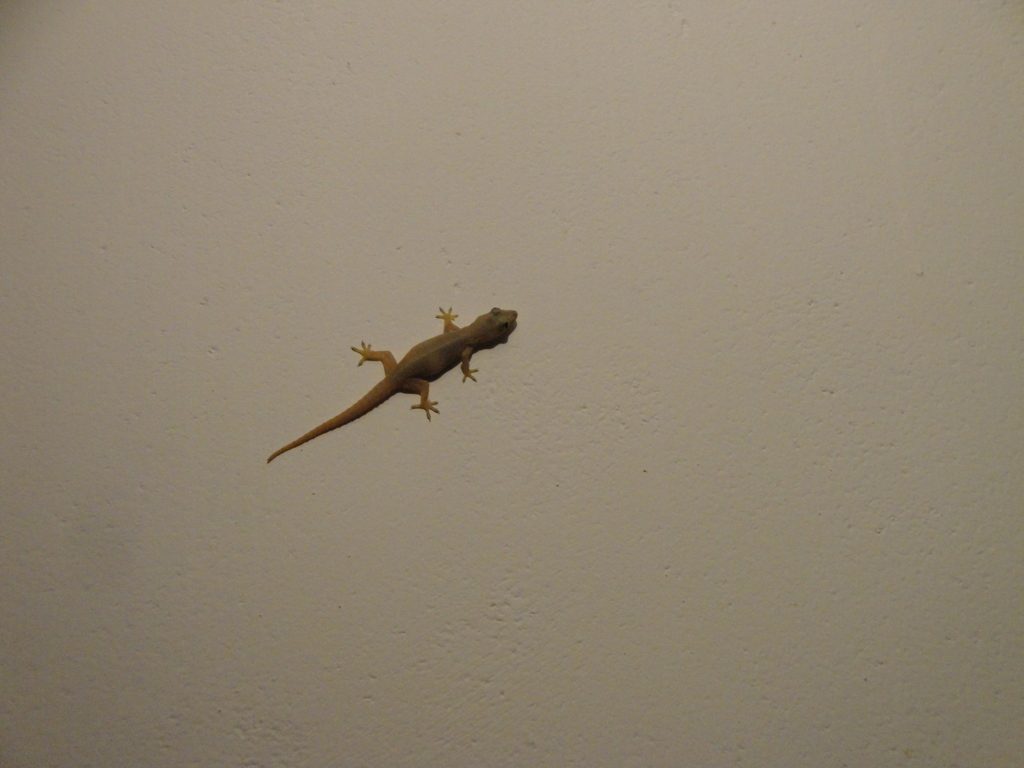 DSC00636.JPG