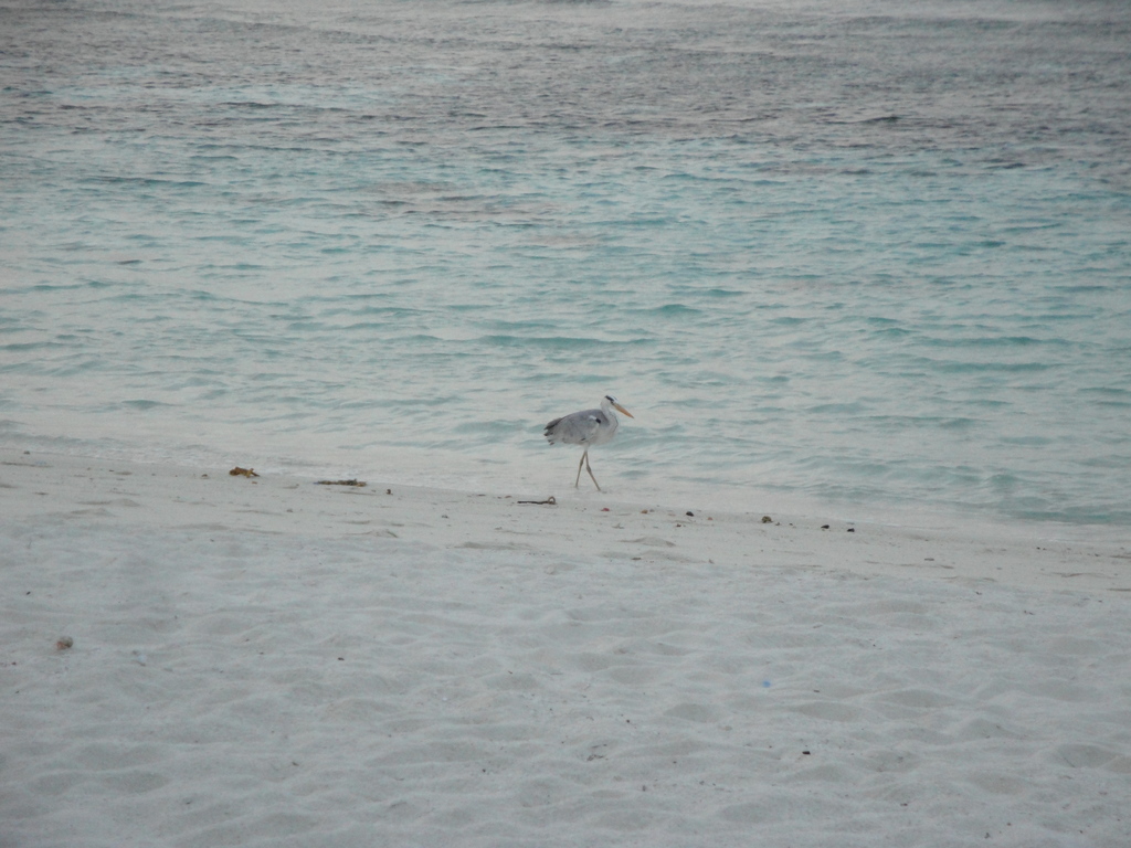 DSC00693.JPG