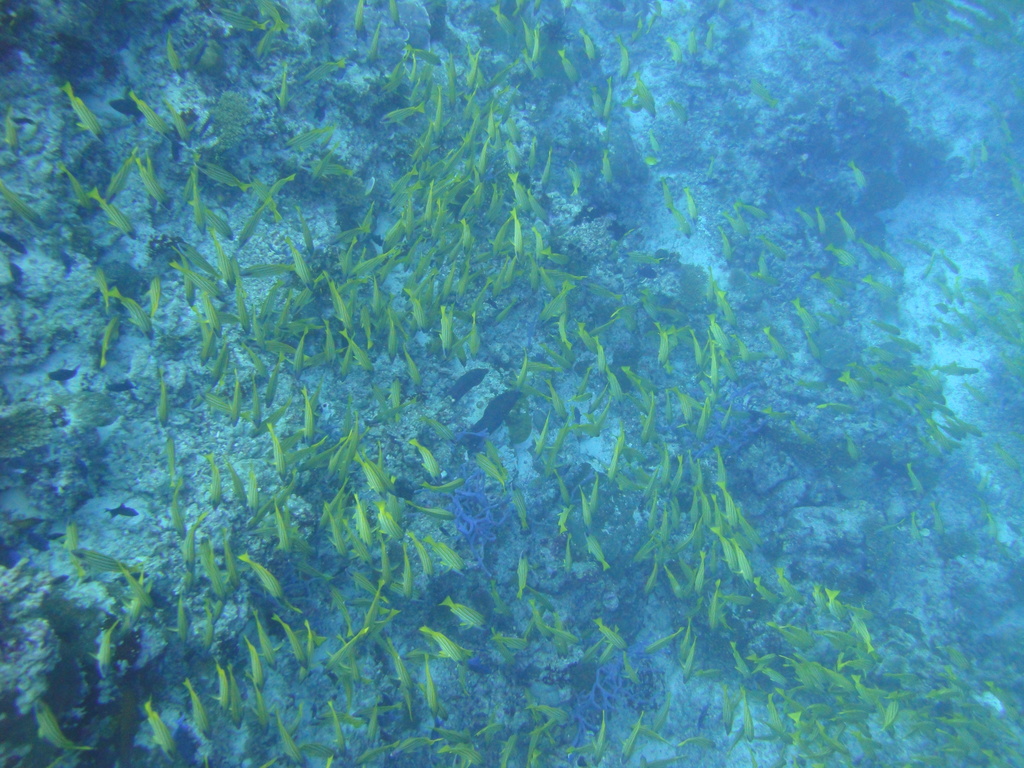 DSC00718.JPG