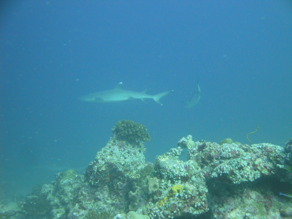 DSC00785.JPG