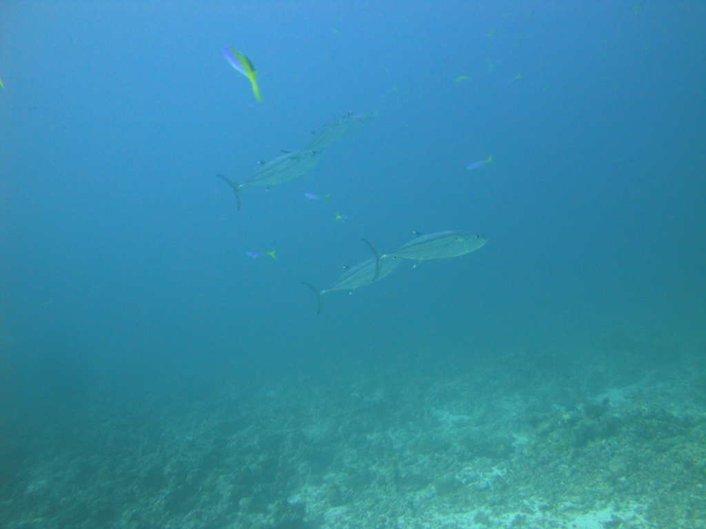 DSC00791.JPG