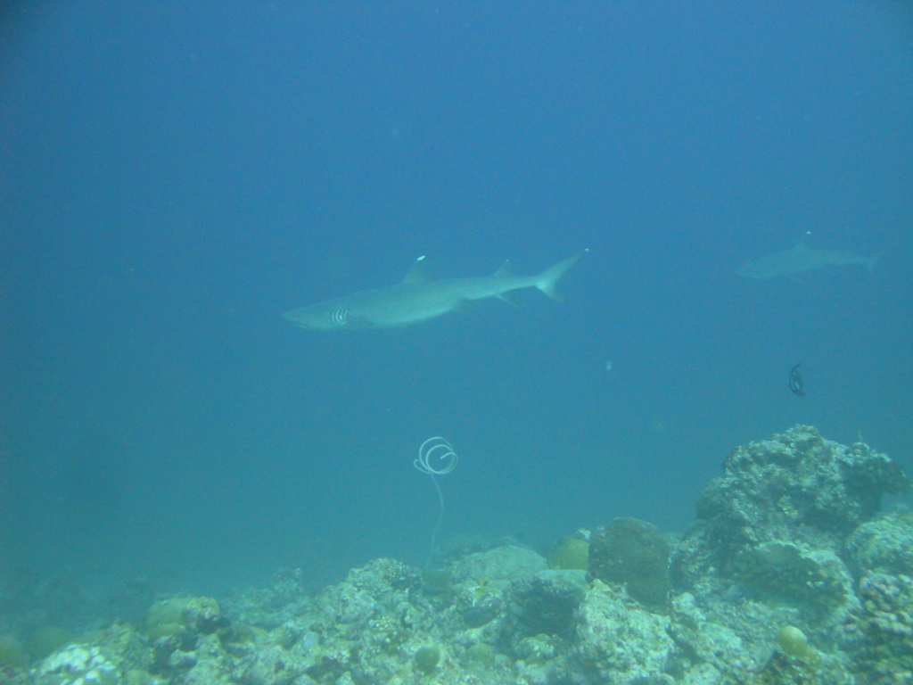 DSC00834.JPG