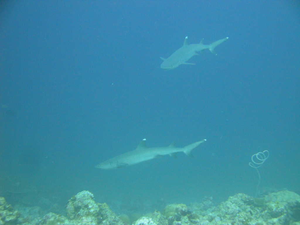 DSC00835.JPG