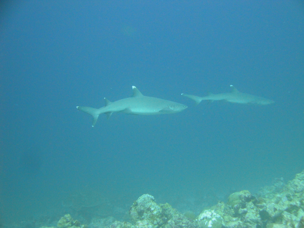 DSC00839.JPG