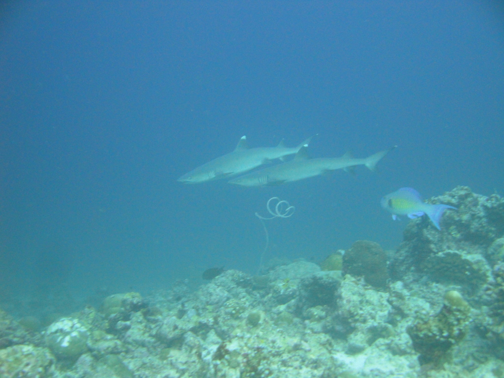 DSC00852.JPG