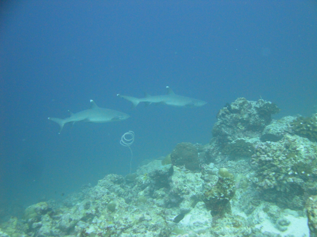 DSC00854.JPG