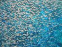 DSC00053.JPG