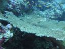 DSC00084.JPG