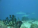 DSC00310.JPG