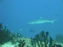 DSC00319.JPG