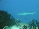 DSC00321.JPG