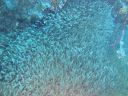 DSC00617.JPG