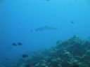 DSC00675.JPG
