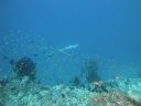 DSC00740.JPG