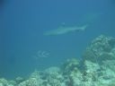 DSC00794.JPG