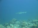 DSC00825.JPG