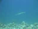 DSC00827.JPG