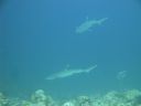 DSC00835.JPG