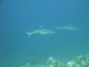 DSC00838.JPG