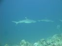 DSC00840.JPG