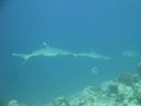 DSC00842.JPG