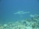 DSC00852.JPG