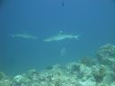 DSC00858.JPG