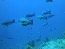 DSC00903.JPG
